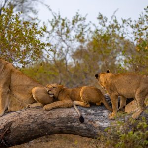 londolozi sabi sands south africa