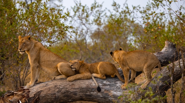 londolozi sabi sands south africa