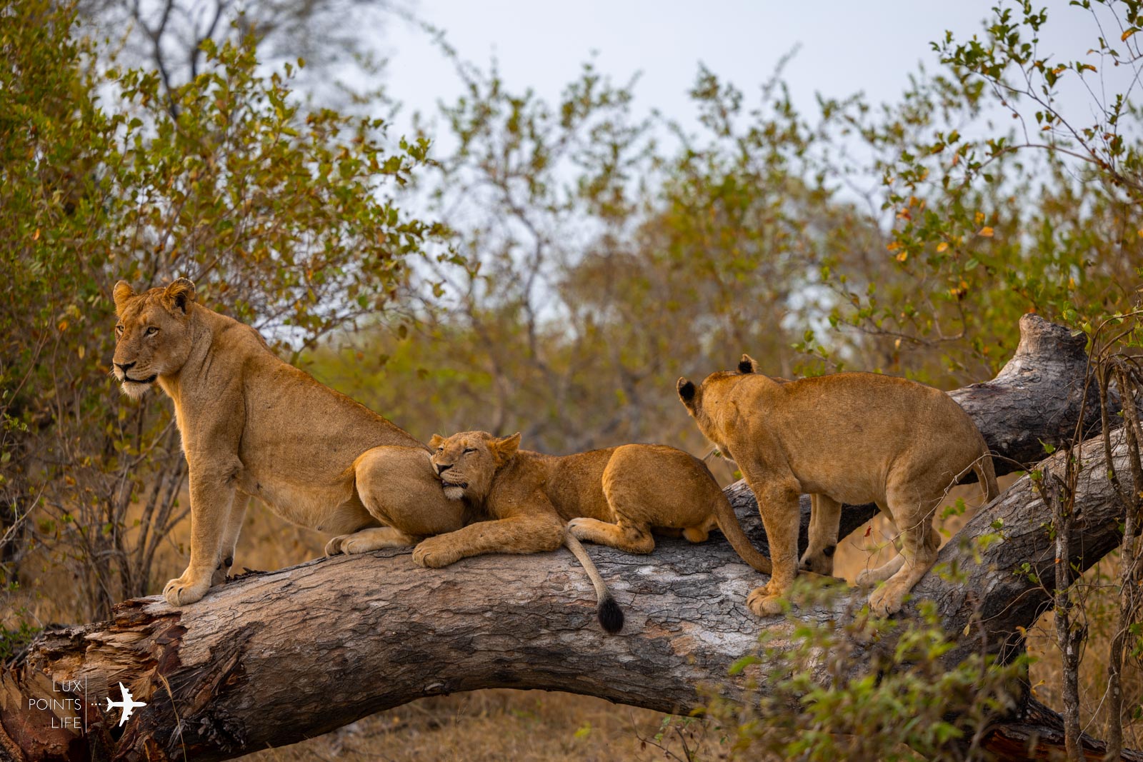 londolozi sabi sands south africa