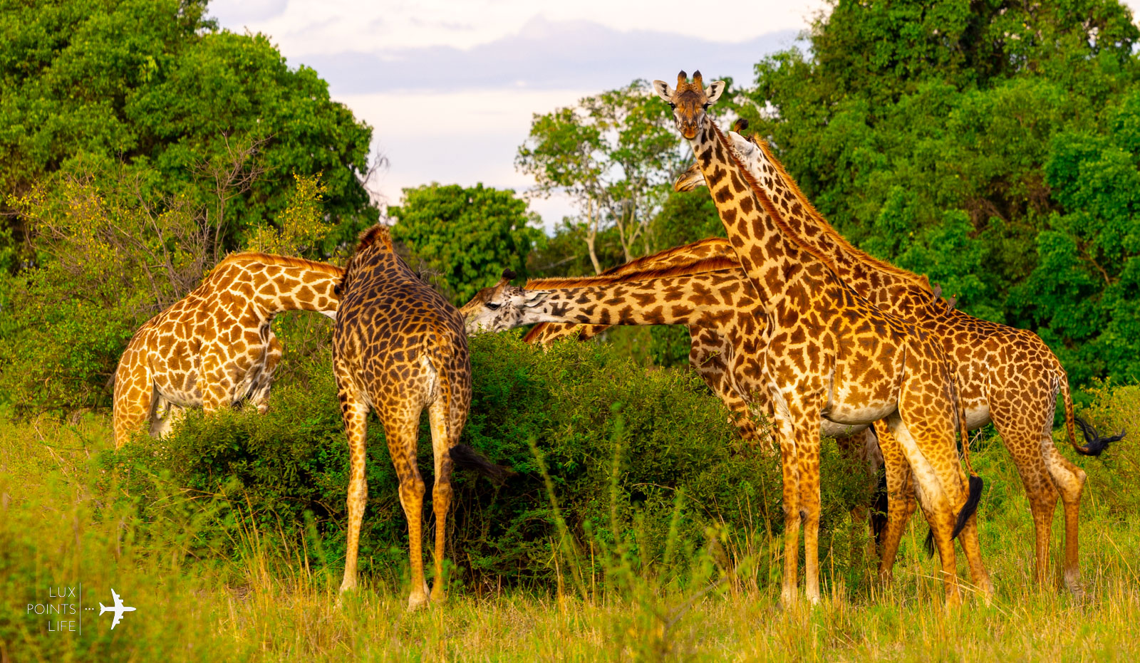 Singita Sasakwa Animals